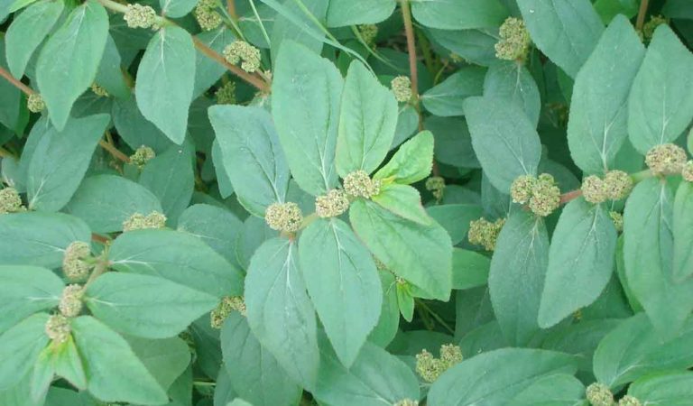 Euphorbia Hirta (Asthma-Plant): Ancient Remedies and Modern Applications for Health and Wellness
