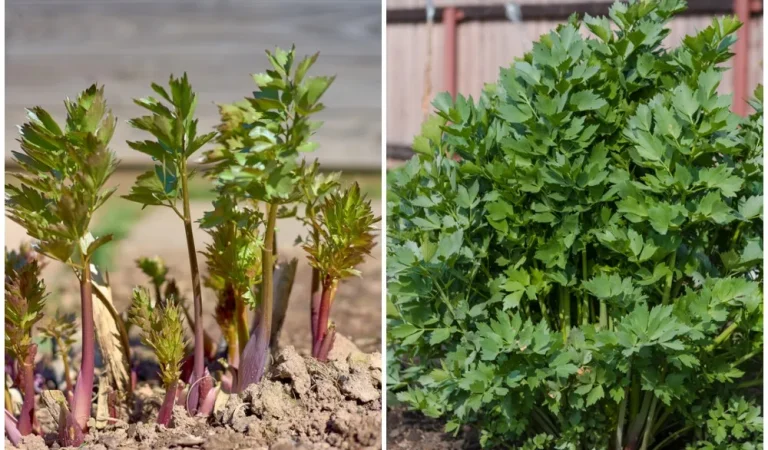 Growing and Using Lovage: The Overlooked Herb Every Garden Needs